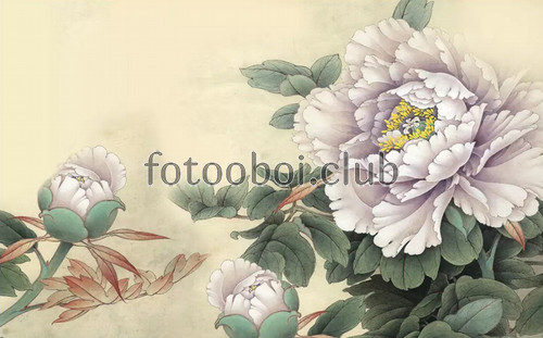 цветы, пионы, бутоны, акварель